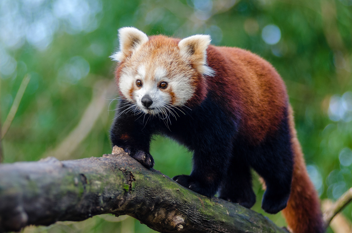 Red panda, red list