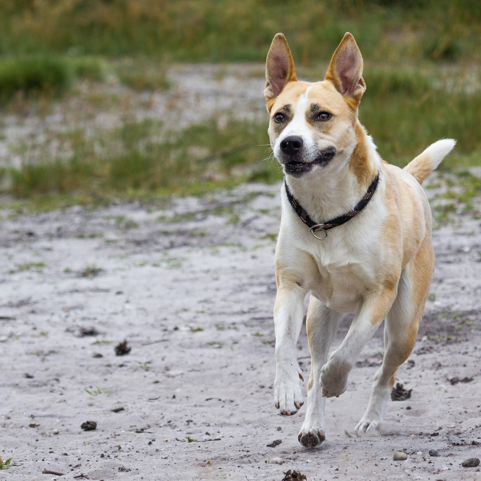 Cinamon the dog running away in wild